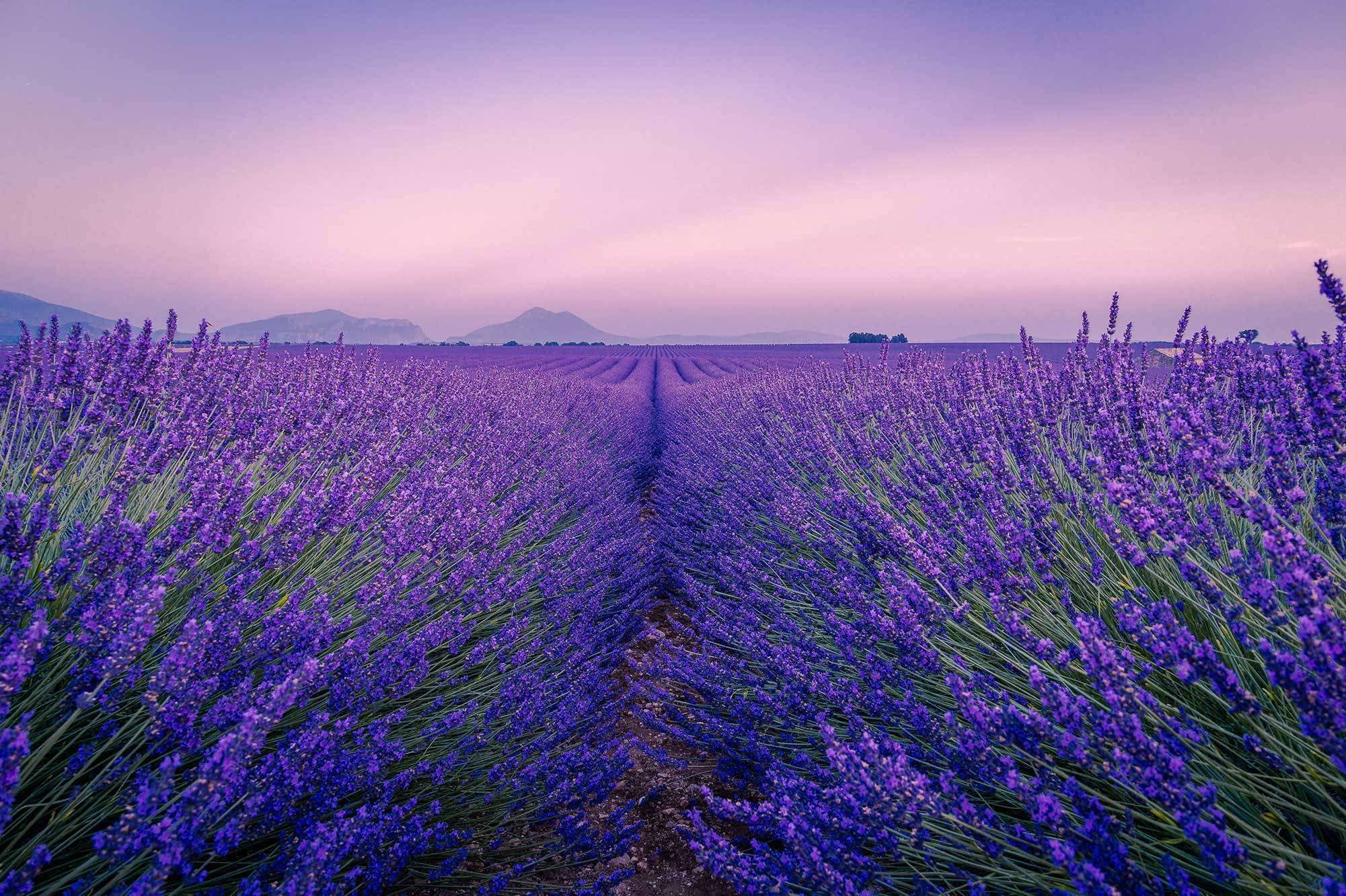 campi-di-lavanda-toscana